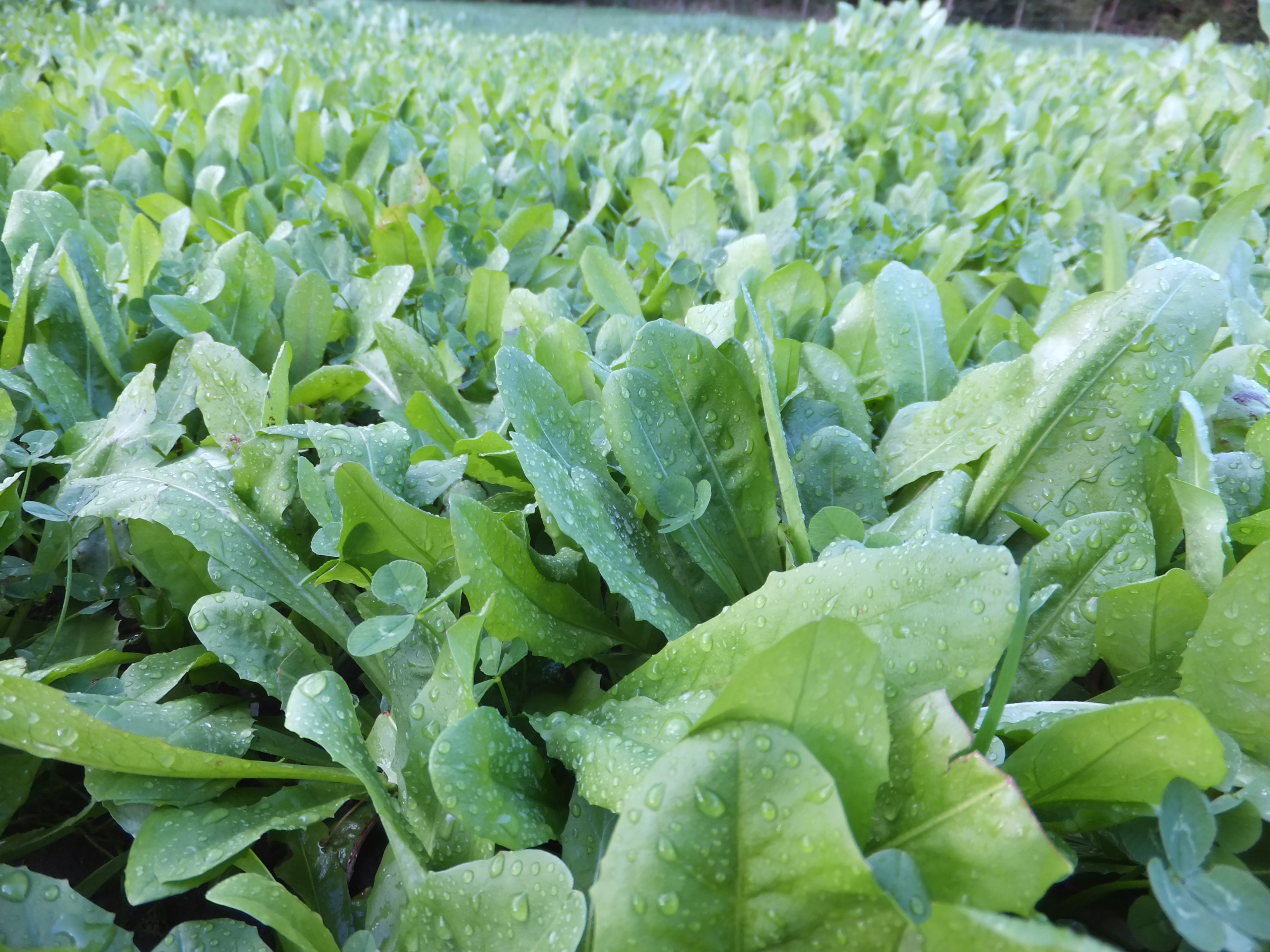 Forage chicory and plantain included in the Lambtastic mixture
