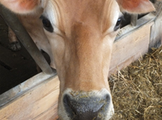 Dairy image