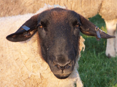 Sheep image